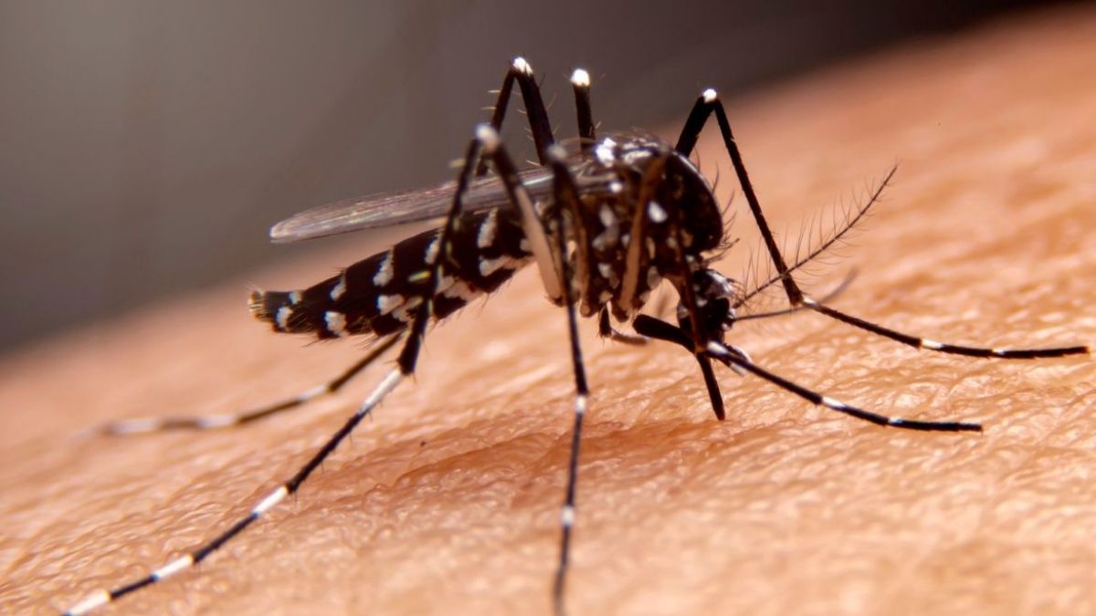 delhi-dengue-update-more-than-3000-cases-recorded-this-year-in-national-capital